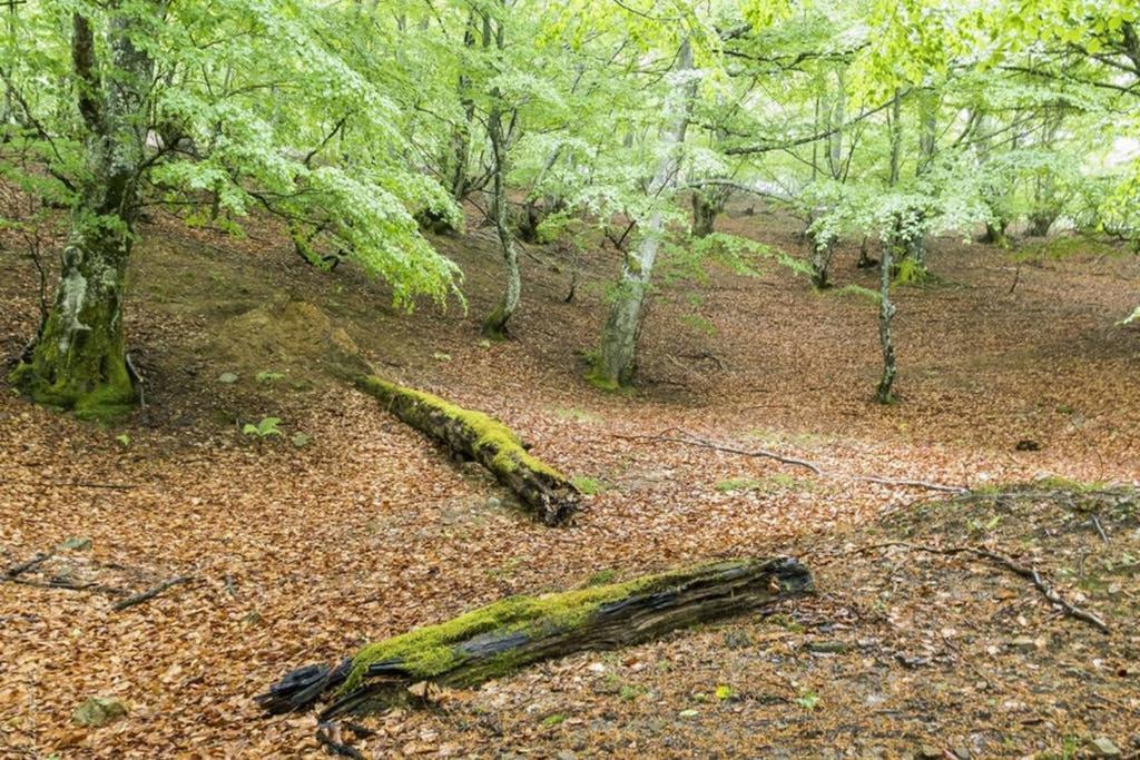 Los Molinos - Atico En Montana De Asturias Felechosa Ngoại thất bức ảnh